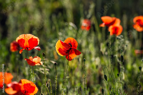 Wild poppy flowers