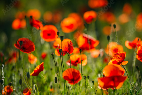 Wild poppy flowers © APHOTOSTUDIO
