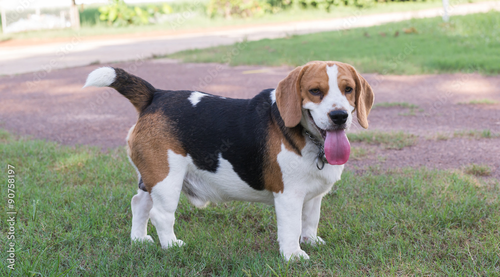 beagle smiling