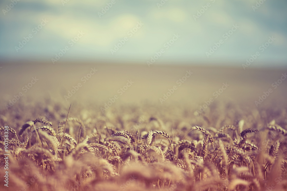 Retro Summer Wheat Field Shallow Depth of Field - obrazy, fototapety, plakaty 