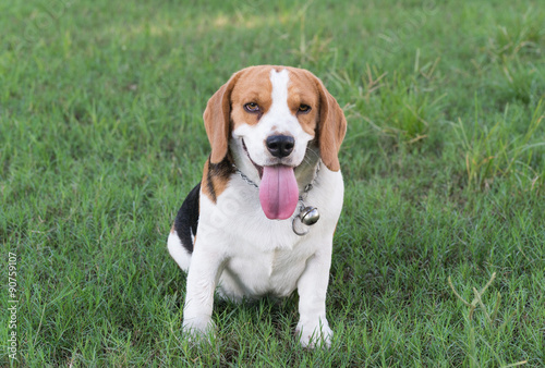 beagle smiling