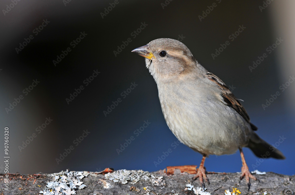 Fototapeta premium House sparrow