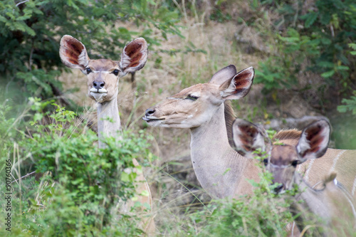 Wild Kudu antelope herd feeding on green leaves in the Kruger National Park, South Africa