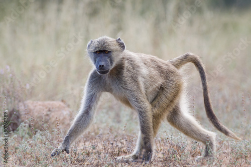 Young wild Baboon walking on a dirt road in the Kruger National Park, South Africa
