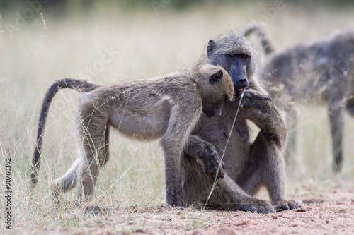 Young wild Baboons feeding and sitting on a dirt road in the Kruger National Park  South Africa