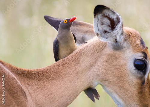 Red-billed Oxpecker bird perchedon an Impala antelope in the Kruger National Park photo