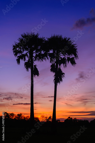 Silhouette sugar palm tree with sunset.