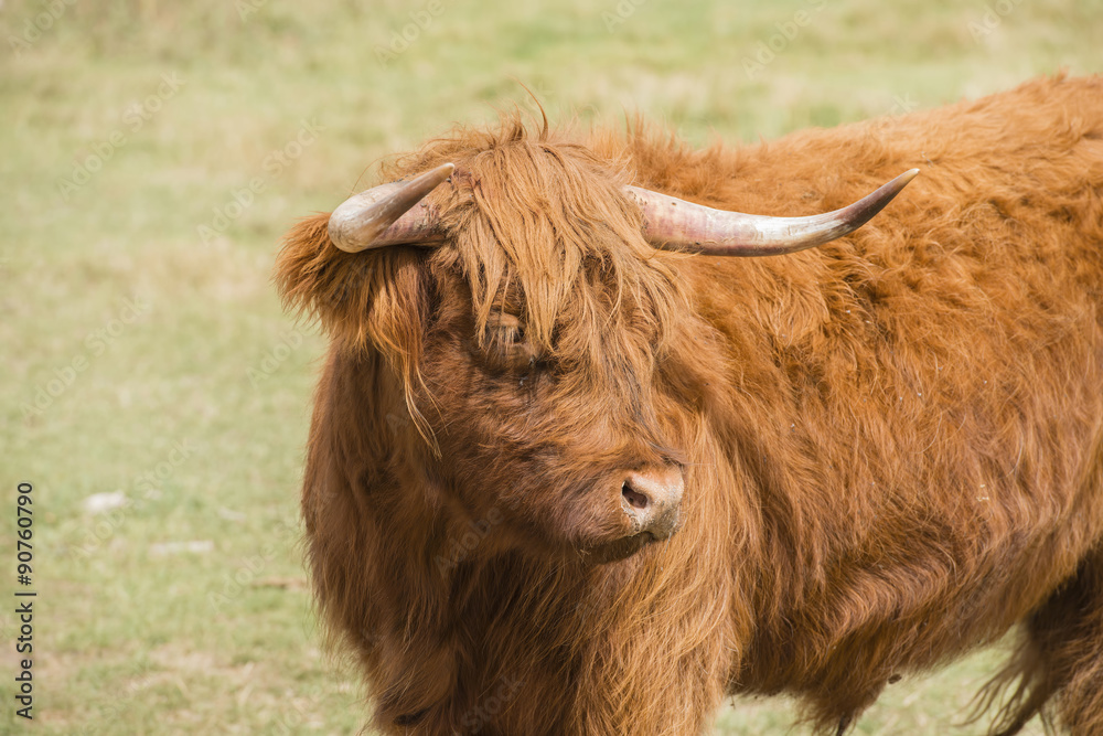 Scottish Highlander Cow in a Pasture Rural America Scottish Highlander Cow in a Pasture Rural America