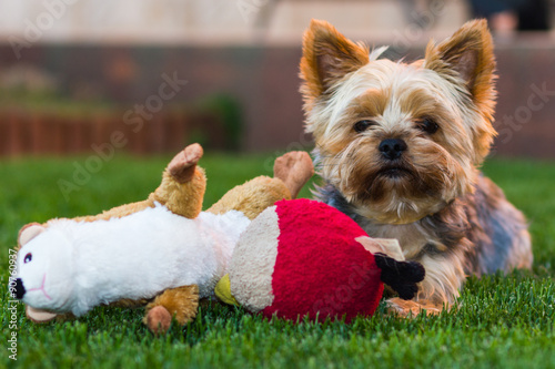 Yorkshire Terrier Dog on the green grass