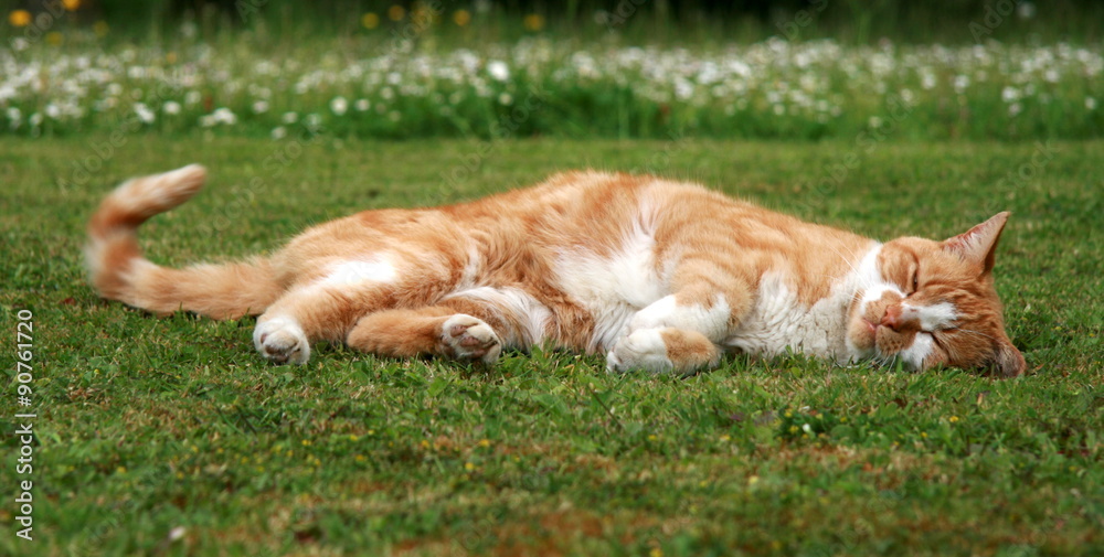 ginger cat lying down in garden.