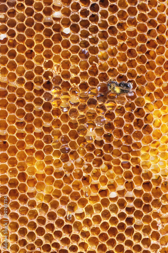 Honeycombs