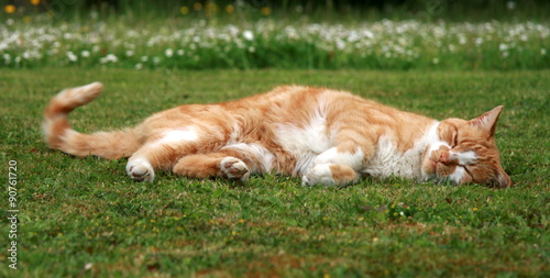 Fotografie, Tablou ginger cat lying down in garden.