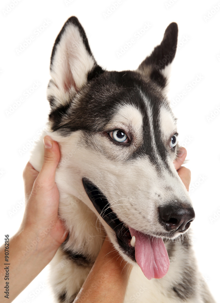 Male hands holding dog face isolated on white