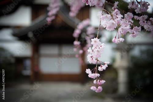 寺に咲くしだれ桜
