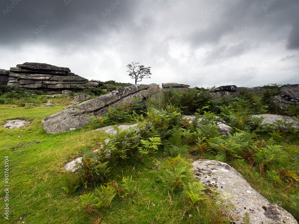 Fototapeta premium Rugged moorland scene with rocks, bracken, ferns and gloomy dark. Dartmoor, UK.