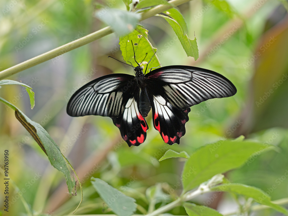 Fototapeta premium Papilio rumanzovia Scarlet Swallowtail butterfly resting on leaf. 