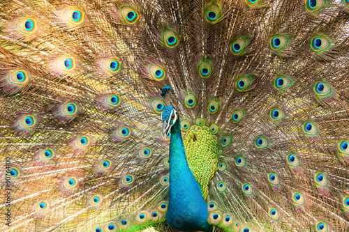 Peacock