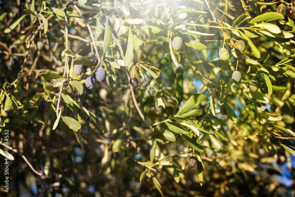 Fototapeta premium Branch of olive tree
