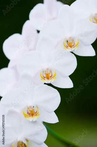 white orchid © klagyivik
