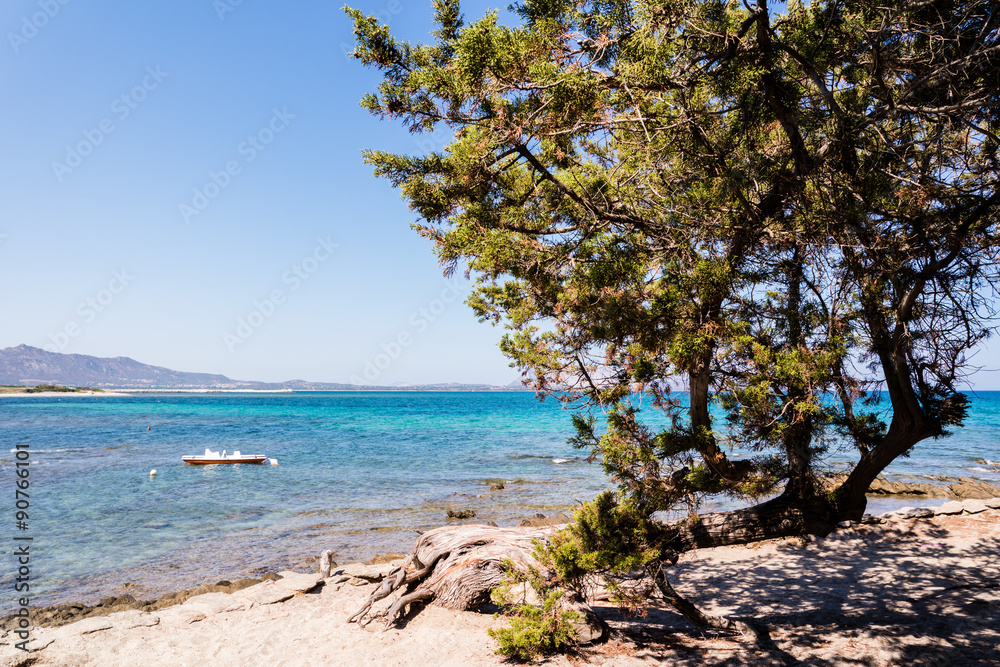 sardische Pinie am Strand