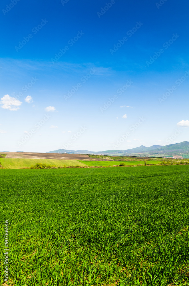 green field.