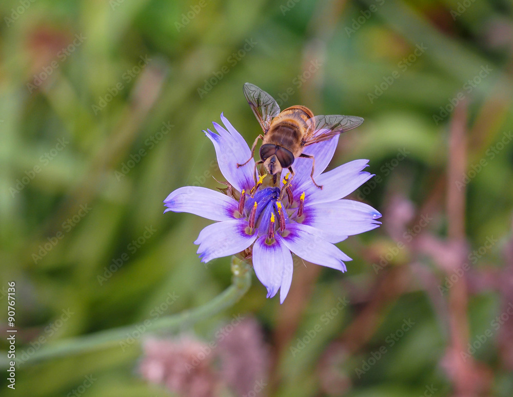 Hover Fly Hover Fly