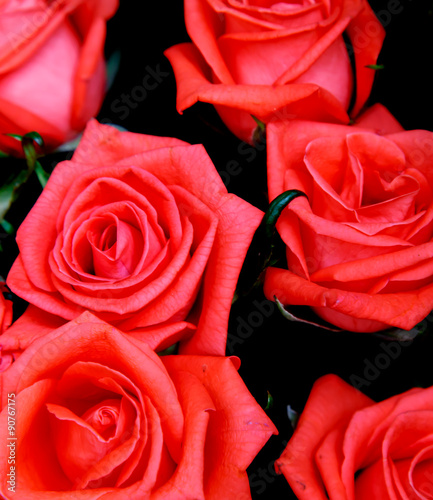 red roses closeup detail