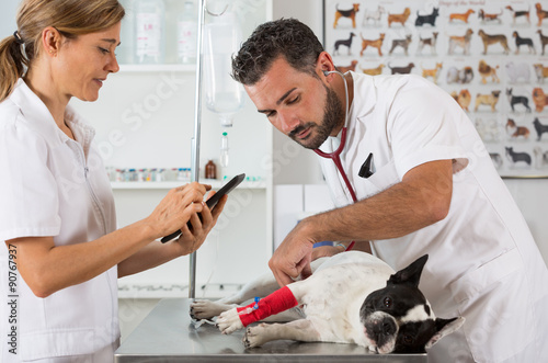 Veterinary clinic with a French bulldog