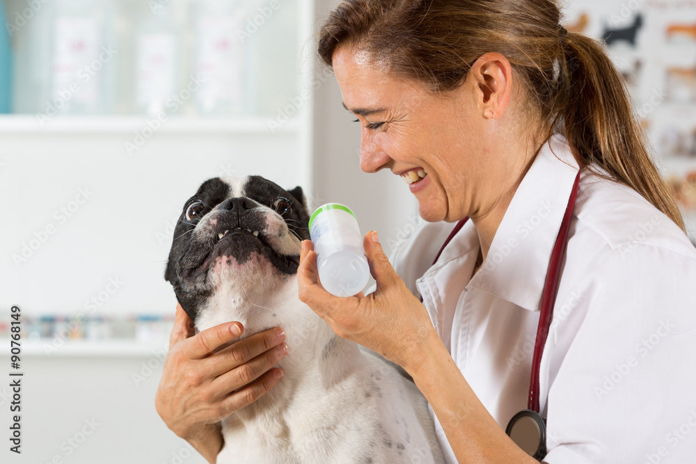 French Bulldog in the clinic