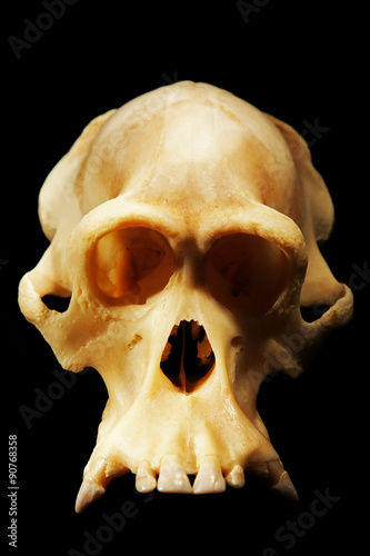 reconstructed fossil skull of orangutan, human antecessor