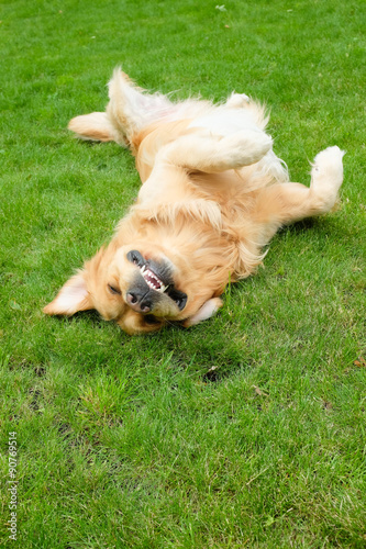 Golgen retriever rolling on green grass. Focus in head.