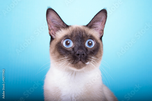 Canvas Print Beautiful stylish Siamese cat
