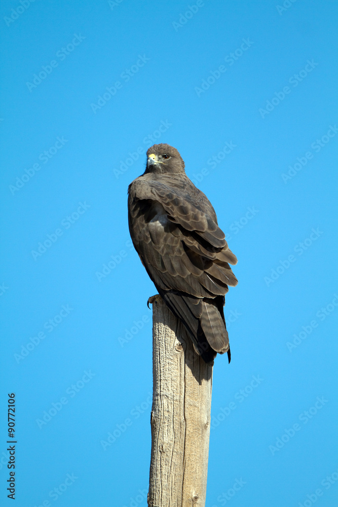Immature Zone-tailed Hawk in spring in Arizona's Chirichahua Mountains Immature Zone-tailed Hawk in spring in Arizona's Chirichahua Mountains