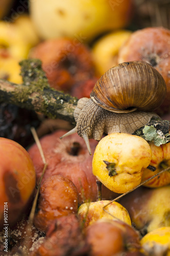 Snail in compost bin. photo