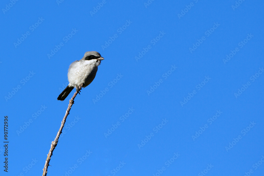 Fototapeta premium Northern Shrike, a predatory songbird, against blue sky in New Mexico