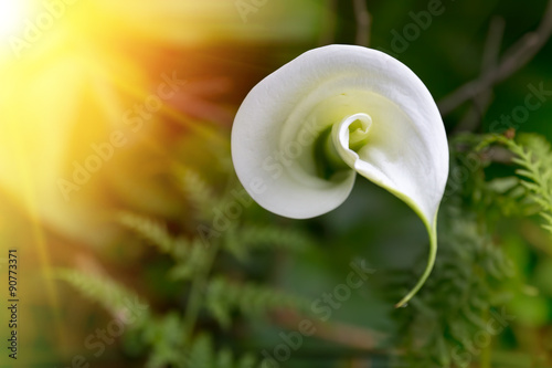 Fototapeta Naklejka Na Ścianę i Meble -  lily flower