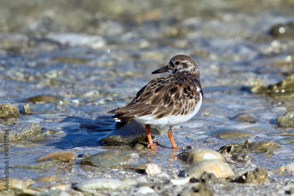 Ruddy Turnstone at dawn on Florida's Gulf Coast in spring Ruddy Turnstone at dawn on Florida's Gulf Coast in spring