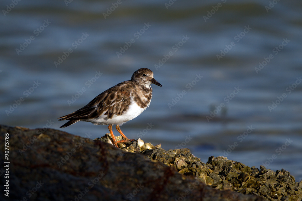 Ruddy Turnstone at dawn on Florida's Gulf Coast in spring Ruddy Turnstone at dawn on Florida's Gulf Coast in spring
