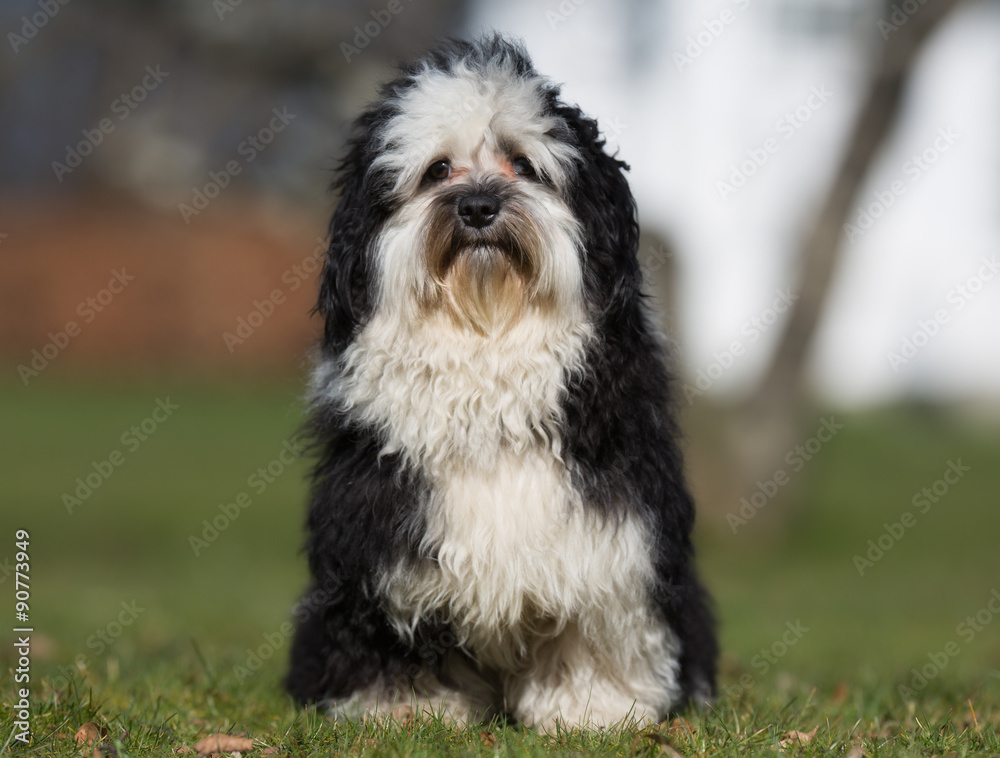 Havanese dog outdoors in nature