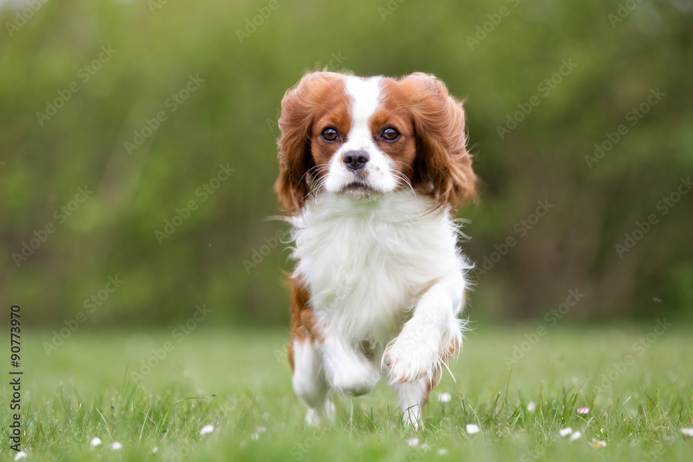 Cavalier King Charles Spaniel dog outdoors in nature