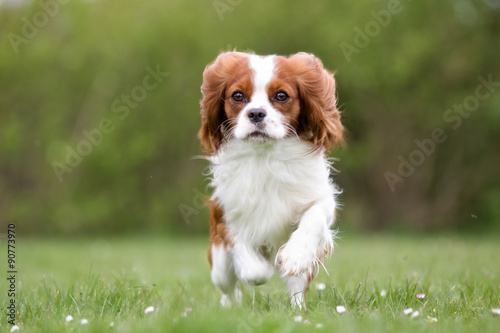 Fotografia Cavalier King Charles Spaniel dog outdoors in nature
