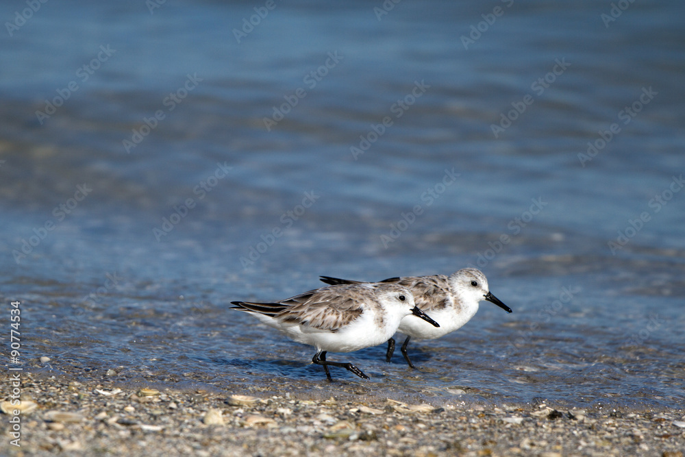 Two Semipalmated Sandpipers on Florida's Atlantic Coast in spring Two Semipalmated Sandpipers on Florida's Atlantic Coast in spring