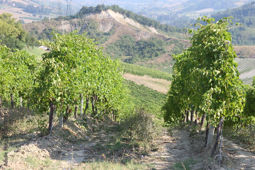 Mountain vineyard