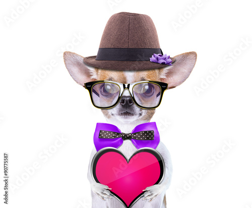 Smart beautiful dog with icon heart. Funny animals. Fashionable dog dressed in beautiful clothes. Valentine s day holiday
