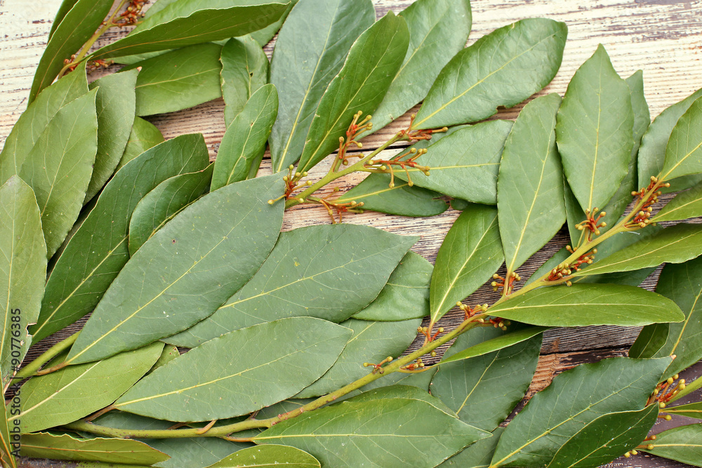 Branch of laurels on wooden background. top view Branch of laurels on wooden background. top view