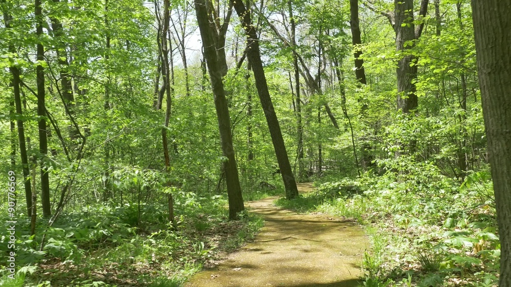 4K Wandering on a Path in the Woods 4379 4K Wandering on a Path in the Woods 4379