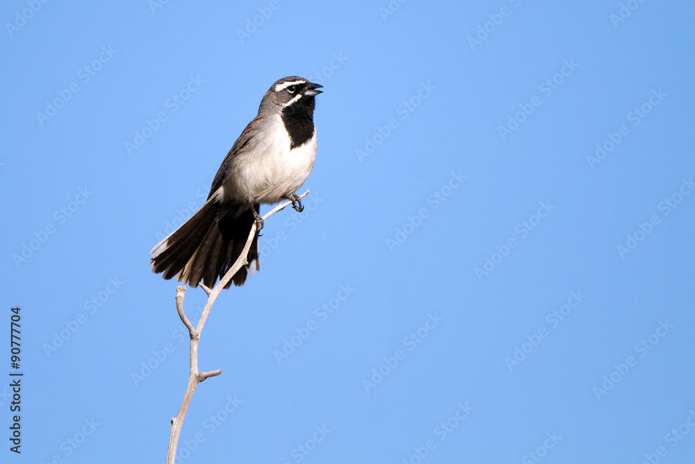 Black-throated Sparrow sings in spring in Arizona's Sonoran Desert Black-throated Sparrow sings in spring in Arizona's Sonoran Desert