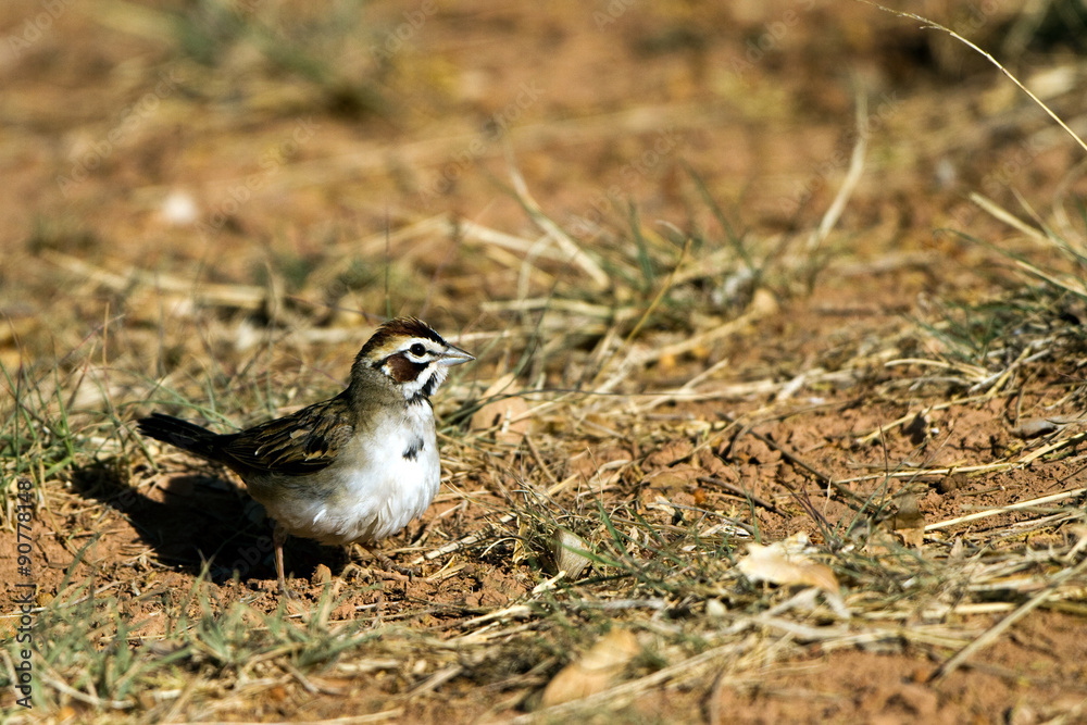 Fototapeta premium Lark Sparrow on the ground in Palo Duro Canyon State Park in the Texas Panhandle
