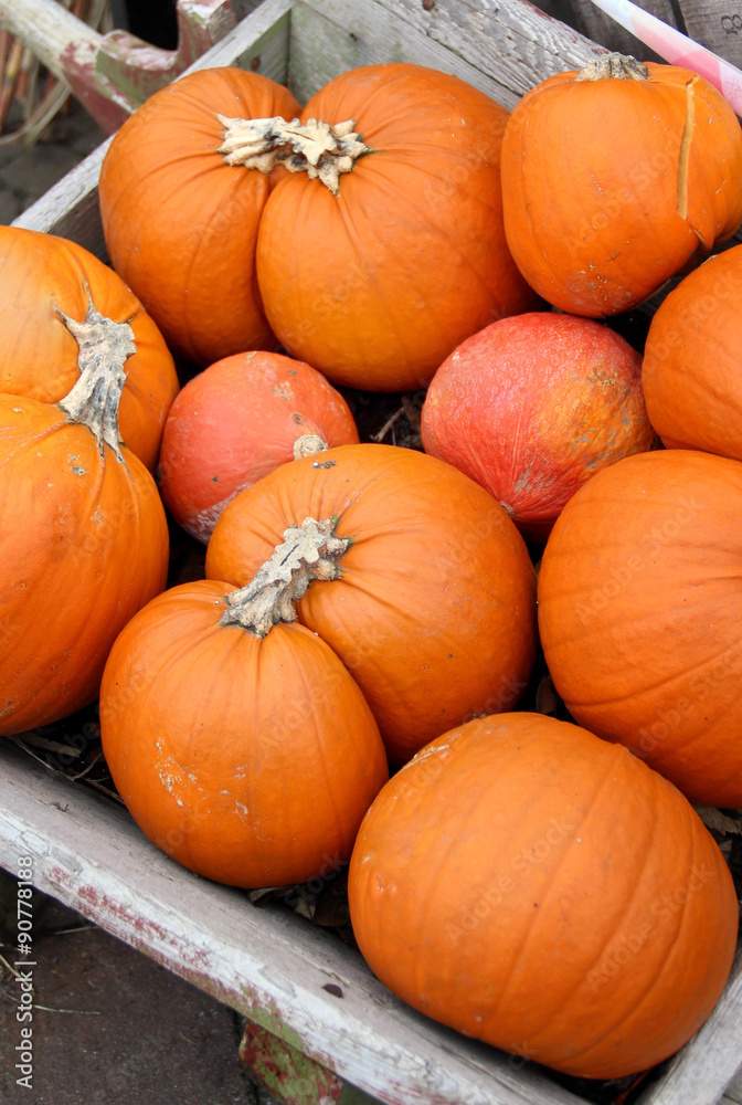 Big mix of Halloween pumpkins, fall Big mix of Halloween pumpkins, fall