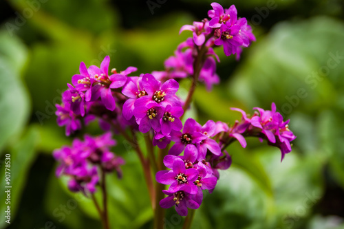 Lavender flowers